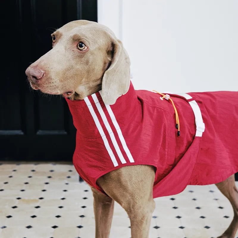 Windproof Dog Vest for Outdoor Adventures | Reflective Warm Dog Jacket with Adjustable Fit