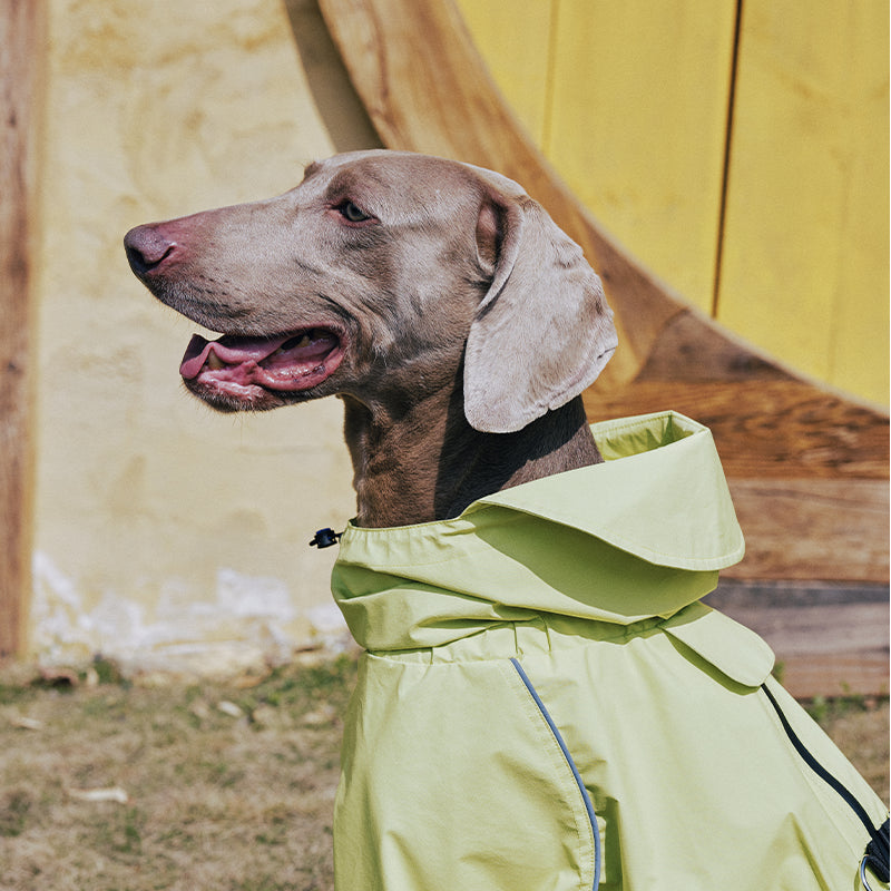 Dog Raincoat Full Body Coverage
