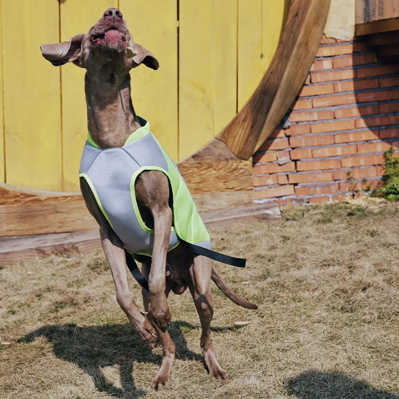 Water-Activated Cooling Dog Vest with Sport Colorblock Design